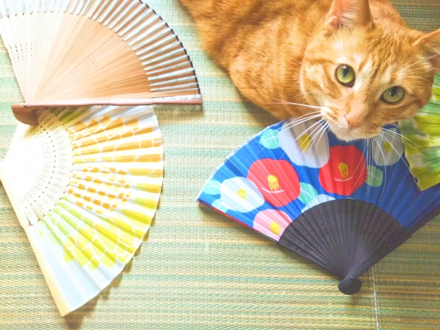 畳と扇子と猫