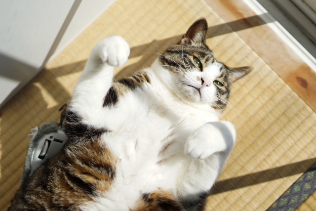 畳でくつろぐ猫ちゃん