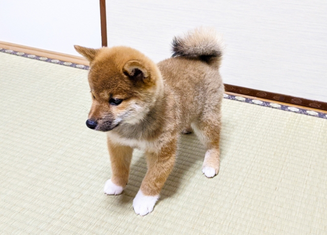畳の部屋に立っている子犬