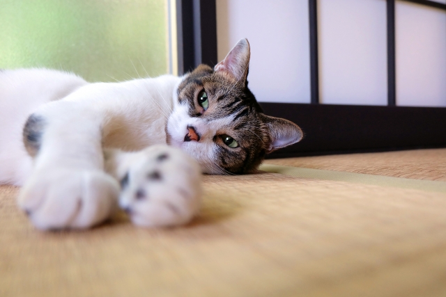 ペット用畳